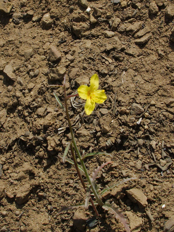Eulobus-californicus-suncup-primrose-Pt-Mugu-2014-05-19-IMG 3791