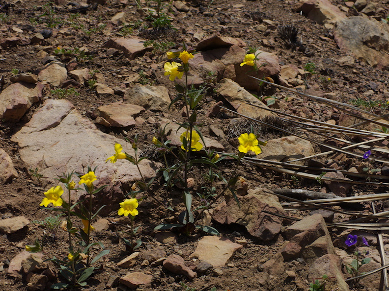 Mimulus-brevipes-widethroated-yellow-monkeyflower-Pt-Mugu-2014-05-19-IMG_3750.jpg