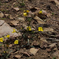 Mimulus-brevipes-widethroated-yellow-monkeyflower-Pt-Mugu-2014-05-19-IMG 3750