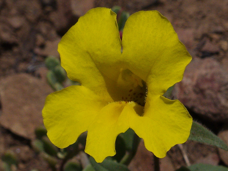 Mimulus-brevipes-widethroated-yellow-monkeyflower-Pt-Mugu-2014-05-19-IMG_3752.jpg