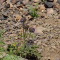 Salvia-columbariae-chia-Pt-Mugu-2014-05-19-IMG_3821.jpg