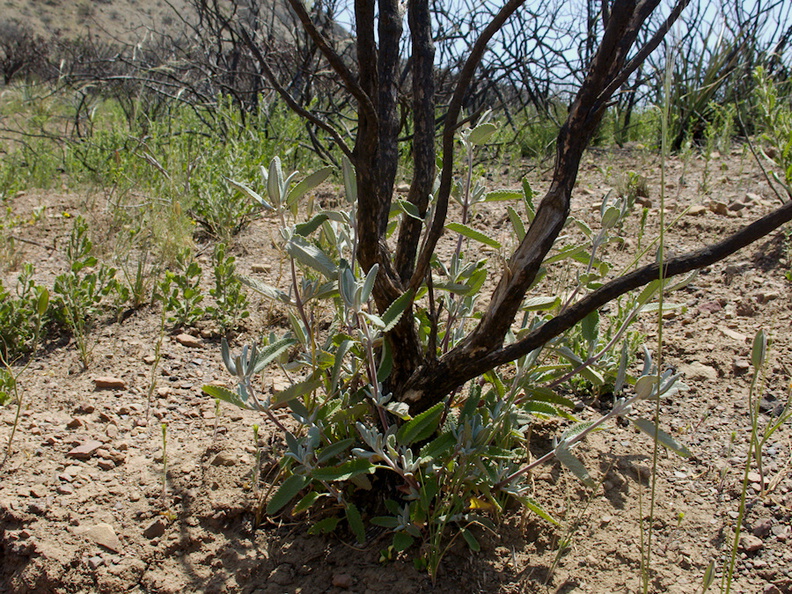 Salvia-leucophylla-pink-sage-stump-sprouting-Pt-Mugu-2014-05-19-IMG_3804.jpg