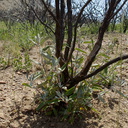 Salvia-leucophylla-pink-sage-stump-sprouting-Pt-Mugu-2014-05-19-IMG 3804
