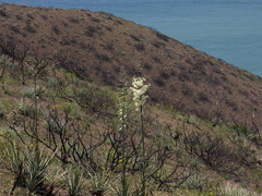 Yucca-whipplei-Pt-Mugu-2014-05-19-IMG 3745