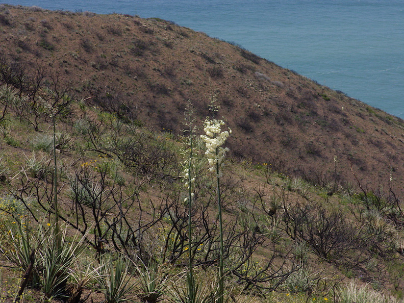 Yucca-whipplei-Pt-Mugu-2014-05-19-IMG_3745.jpg