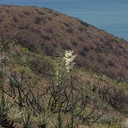 Yucca-whipplei-Pt-Mugu-2014-05-19-IMG 3745