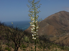 Yucca-whipplei-flowering-Pt-Mugu-2014-05-19-IMG 3795