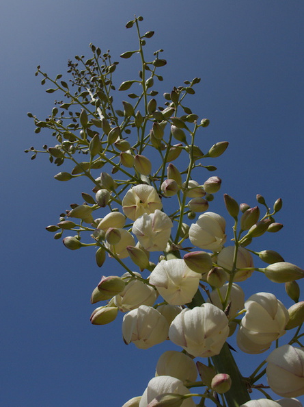 Yucca-whipplei-flowering-Pt-Mugu-2014-05-19-IMG 3798