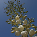 Yucca-whipplei-flowering-Pt-Mugu-2014-05-19-IMG_3798.jpg