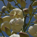 Yucca-whipplei-flowering-Pt-Mugu-2014-05-19-IMG 3799