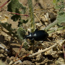 ground-beetle-Carabus-vinctus-Pt-Mugu-2014-05-19-IMG 3836