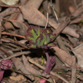 Paeonia-californica-wild-peony-first-leaves-Triunfo-Canyon-2012-12-19-IMG 7009