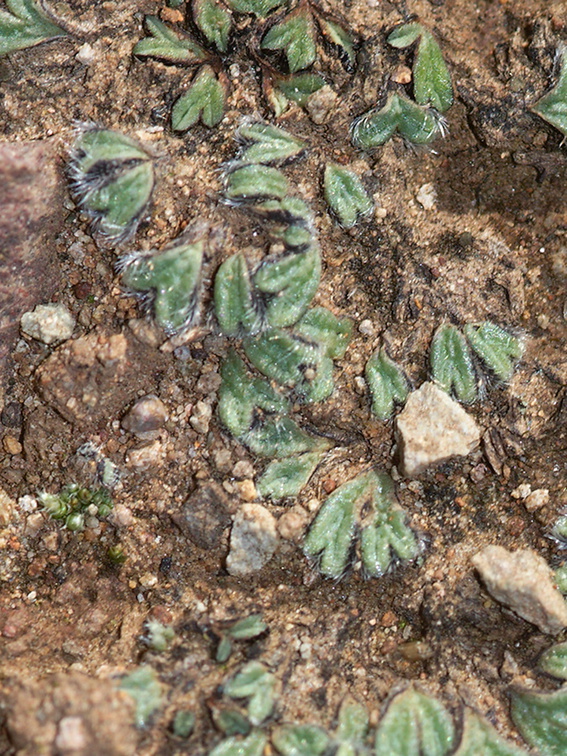 Riccia-sp-thallose-liverwort-Triunfo-Canyon-2012-12-19-IMG 7013