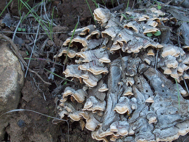 bracket-fungus-Triunfo-Canyon-2012-12-19-IMG_3108.jpg