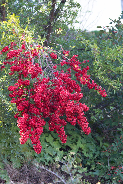 pyracantha-with-red-fruit-in-garden-near-Triunfo-Canyon-2012-12-19-IMG_7015.jpg
