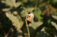 camissonia-claviformis-browneyed-primrose-visitors-center-2008-02-17-img 6236
