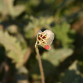 camissonia-claviformis-browneyed-primrose-visitors-center-2008-02-17-img 6236