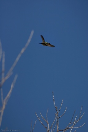 costas-hummingbird-palm-canyon-2008-02-22--flying-img 6331