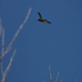 costas-hummingbird-palm-canyon-2008-02-22--flying-img 6331