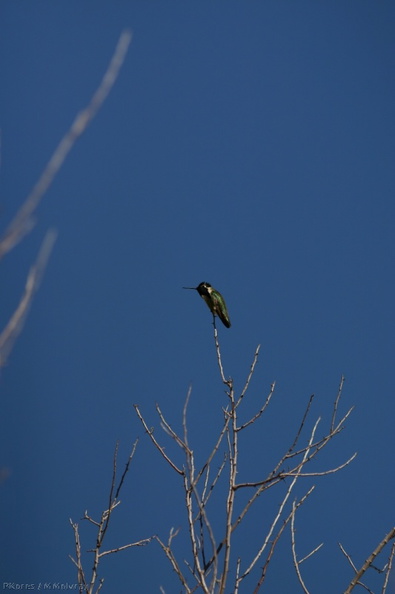 costas-hummingbird-palm-canyon-2008-02-22-img_6333.jpg