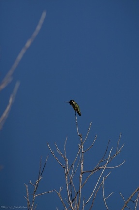 costas-hummingbird-palm-canyon-2008-02-22-img 6333