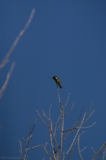 costas-hummingbird-palm-canyon-2008-02-22-img 6333