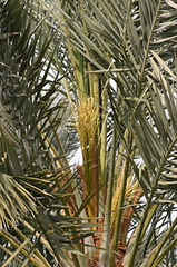 date-palms-phoenix-dactylifera-coachella-2008-02-18-img 6246