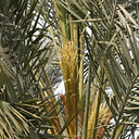 date-palms-phoenix-dactylifera-coachella-2008-02-18-img 6246