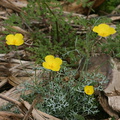 escholtzia-glyptosperma-desert-gold-poppy-palm-canyon-2008-02-18-img 6273