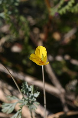 escholtzia-minutiflora-little-gold-poppy-near-S3-2008-02-17-img 6212