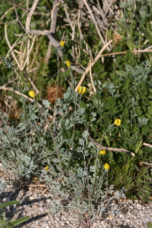 escholtzia-minutiflora-little-gold-poppy-near-S3-2008-02-17-img 6215