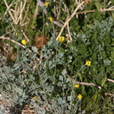 escholtzia-minutiflora-little-gold-poppy-near-S3-2008-02-17-img 6215