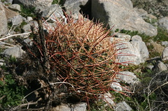 ferocactus-cylindraceus-visnaga-near-S3-2008-02-17-img 6200