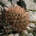ferocactus-cylindraceus-visnaga-near-S3-2008-02-17-img 6200