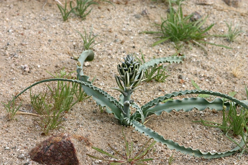 hesperocallis-undulata-desert-lily-near-S3-2008-02-17-img_6262.jpg