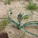 hesperocallis-undulata-desert-lily-near-S3-2008-02-17-img 6262