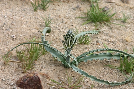 hesperocallis-undulata-desert-lily-near-S3-2008-02-17-img 6262