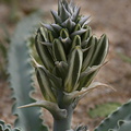 hesperocallis-undulata-desert-lily-near-S3-2008-02-17-img 6263