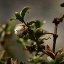 larrea-tridentata-creosote-bush-fruit-near-S3-2008-02-17-img 6186