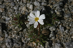monoptilon-bellioides-desert-star-near-S3-2008-02-17-img 6203