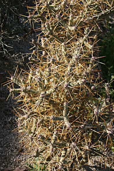 opuntia-ramosissima-pencil-cactus-near-S3-2008-02-17-img_6208.jpg