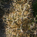 opuntia-ramosissima-pencil-cactus-near-S3-2008-02-17-img 6208