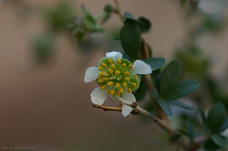 prunus-fasciculatus-desert-almond-2008-02-18-img_6307.jpg