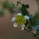 prunus-fasciculatus-desert-almond-2008-02-18-img 6307