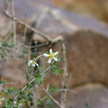 prunus-fasciculatus-desert-almond-2008-02-18-img 6309