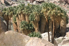washingtonia-filifera-california--fan-palm-grove-2008-02-18-img 6303