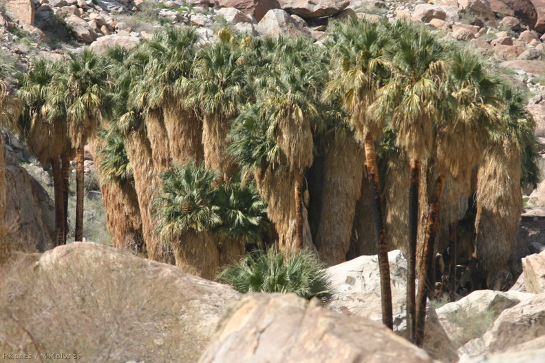 washingtonia-filifera-california--fan-palm-grove-2008-02-18-img_6303.jpg