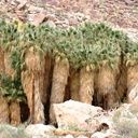washingtonia-filifera-palm-grove-palm-canyon-2008-02-18-img 6297