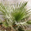 washingtonia-filifera-young-trees--palm-canyon-2008-02-18-img 6298