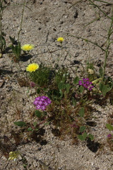 Abronia-villosa-sand-verbena-Malacothrix-glabrata-Mine-Wash-2009-03-07-CRW 7793